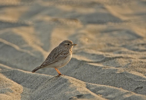 Sand Lark