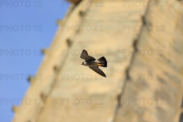 Peregrine Falcon