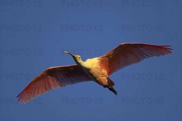 Roseate spoonbill