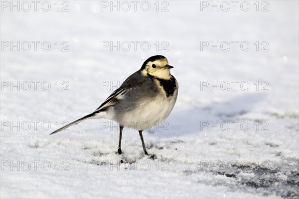 Pied Wagtail