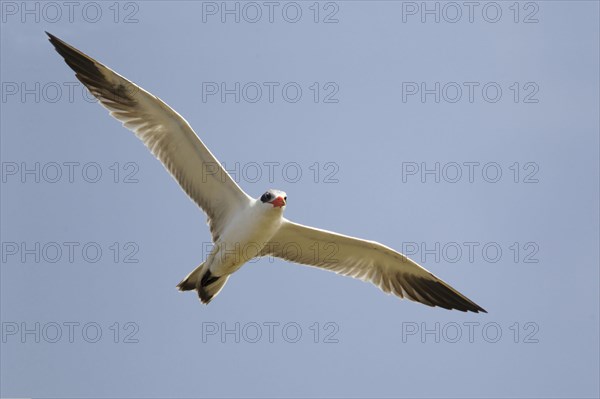 Caspian tern