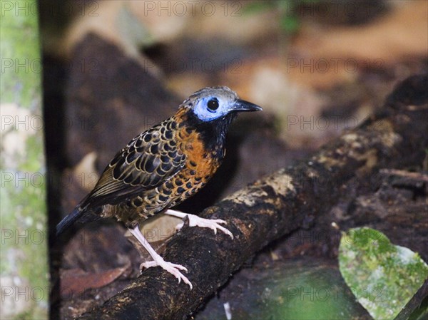 Ocellated Antbird