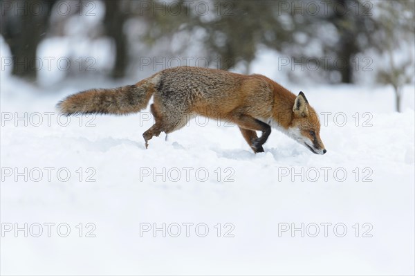 Red fox