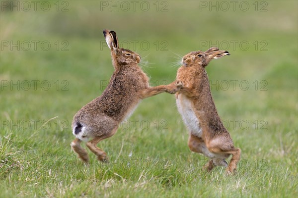 European Hare