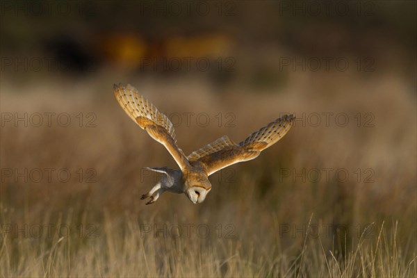 Common barn owl