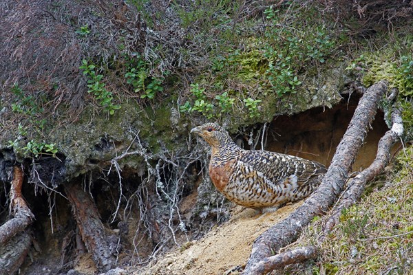 Western Capercaillie