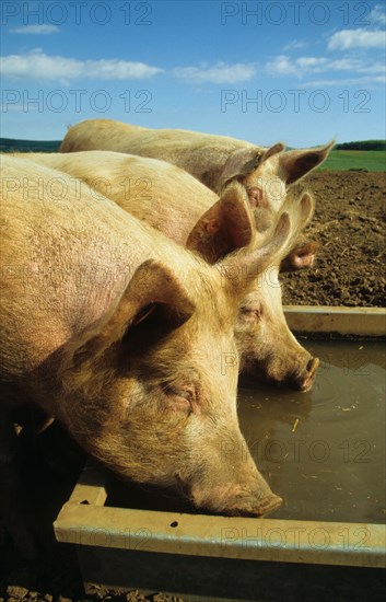 Pig farming