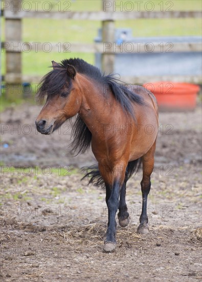Horse