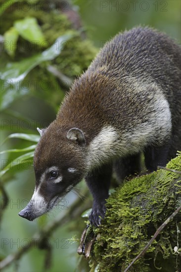 White-nosed Coati