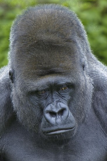 Western lowland gorilla