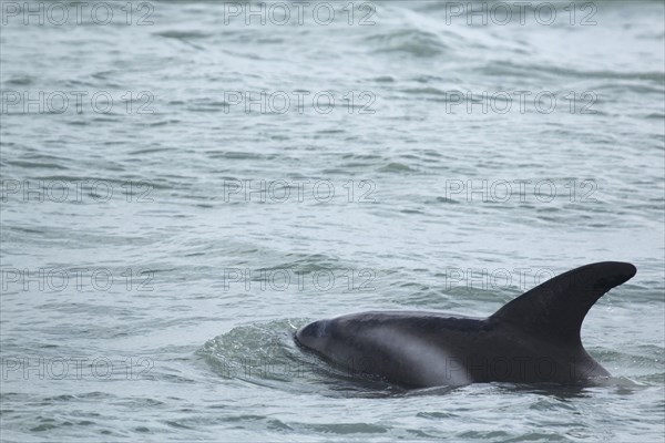 White-beaked Dolphin