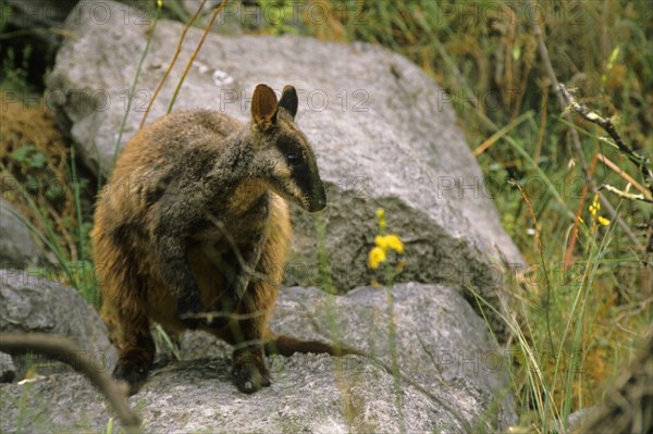 Brush-tailed Rock Kangaroo