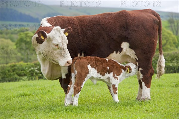 Domestic Cattle