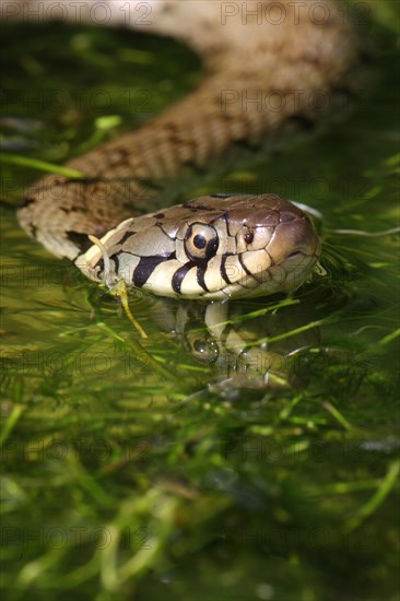 Grass Snake