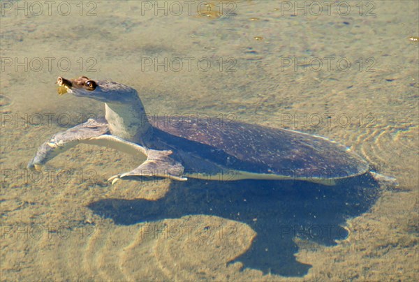 Spur-thighed soft-shelled turtle