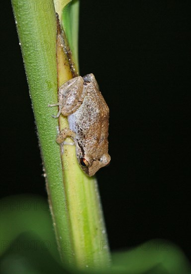 Lesser antilles coqui