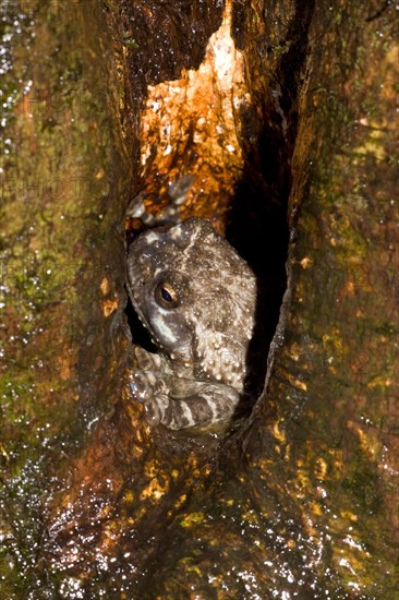 Arboreal frog