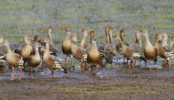 Plumed whistling duck