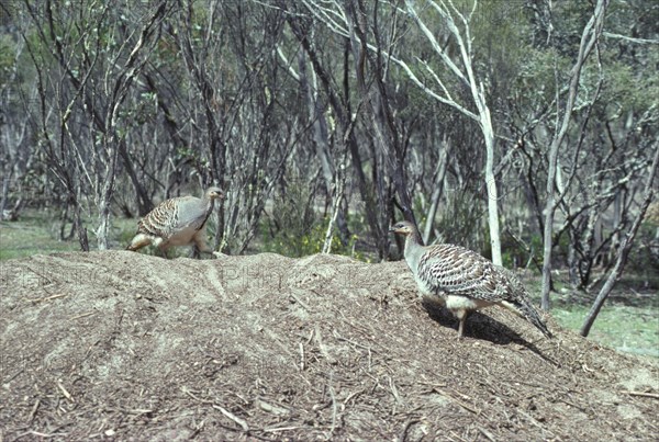 Malleefowl