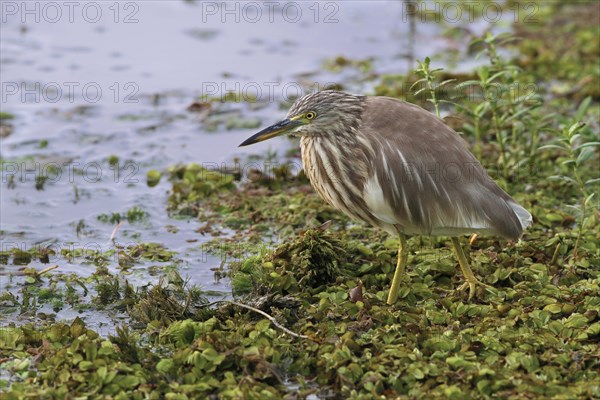 Indian indian pond heron