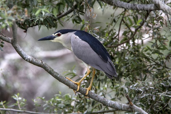 Black-crowned Night-Heron at Lake Kerkini Northern Greece