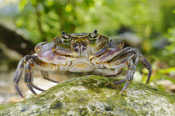 Freshwater crayfish