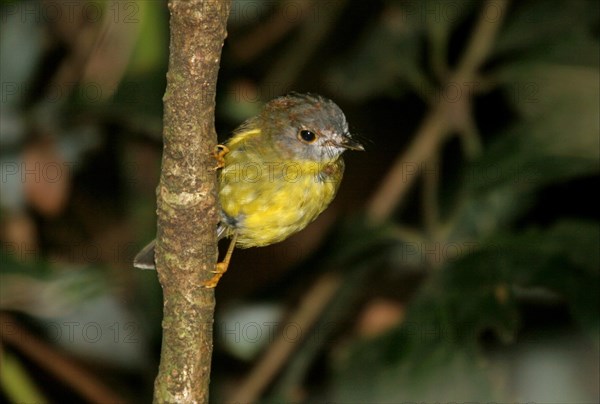 Pale-yellow Robin