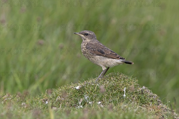 Northern northern wheatear