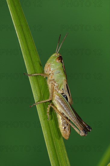 Meadow grasshopper