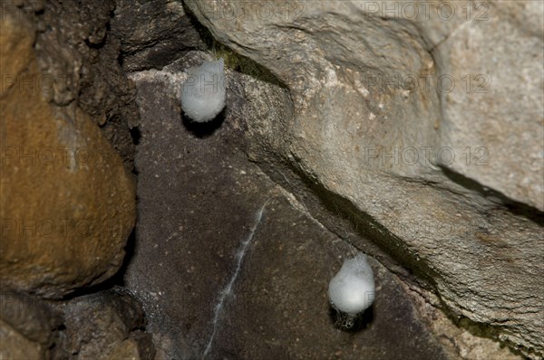 Cave wheel spider