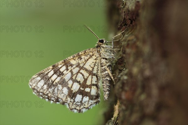 Latticed heath