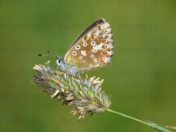 Northern Brown Argus