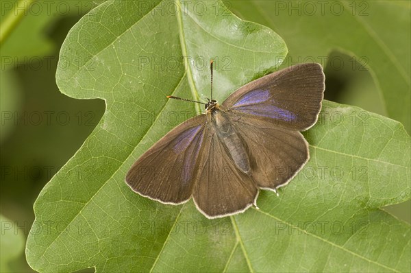 Purple purple hairstreak