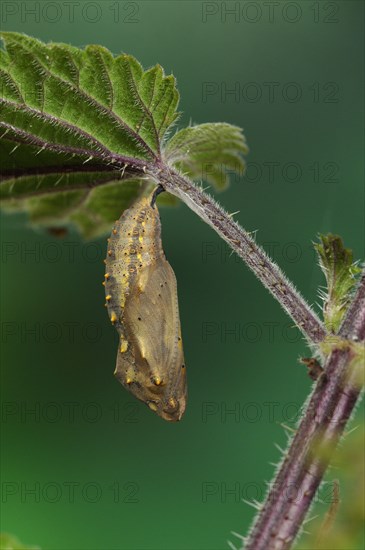 Pupa of the painted lady