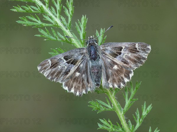 Tufted Marbled tufted skipper