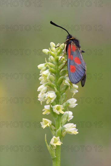 Five-spot burnet