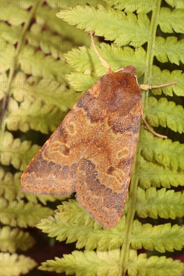 Flounced Chestnut