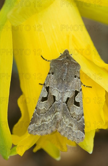 Hebrew Character