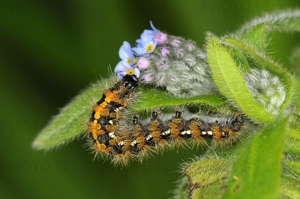 Jersey tiger