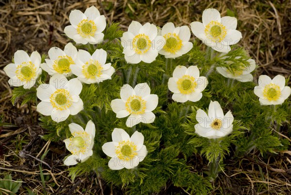 Mountain Pasqueflower