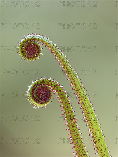 Portuguese sundew