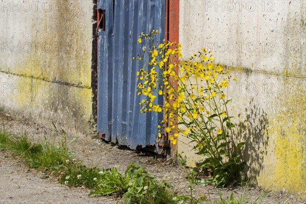 Flowering Rough rough hawksbeard