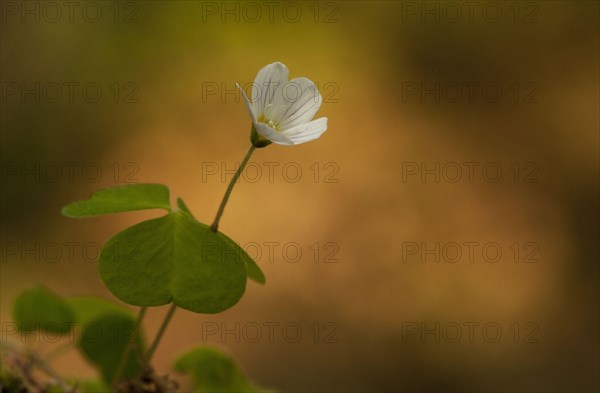 Wood Sorrel