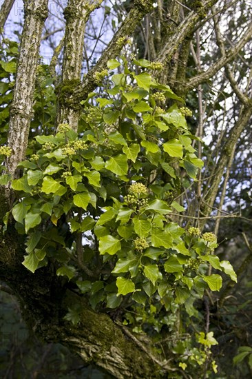 Common ivy