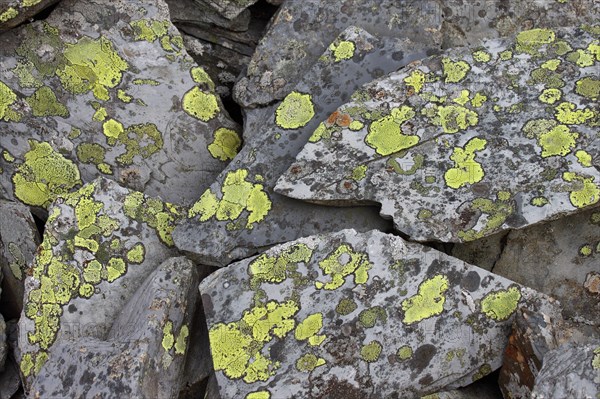 Map map lichen