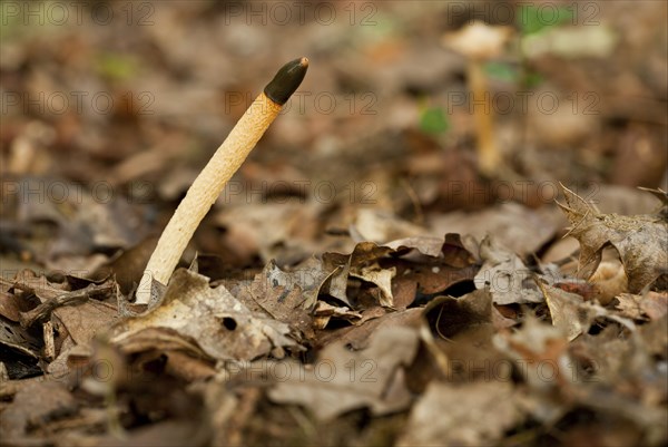 Dog Stinkhorn