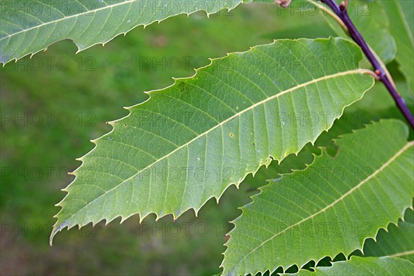 Sweet Chestnut