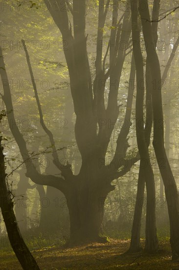 European european hornbeam