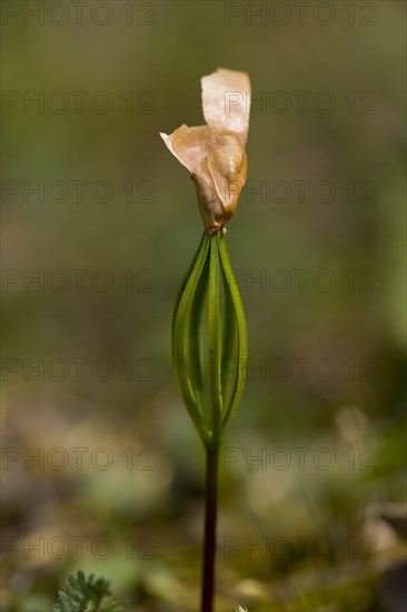 Balkan pine