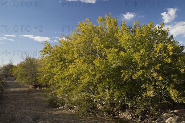 Texas Persimmon